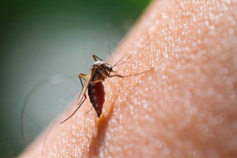 Cómo tratar una picadura de insecto